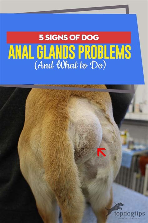 dog anus leaking|Help! My Dogs Anal Glands are leaking. (7 reasons